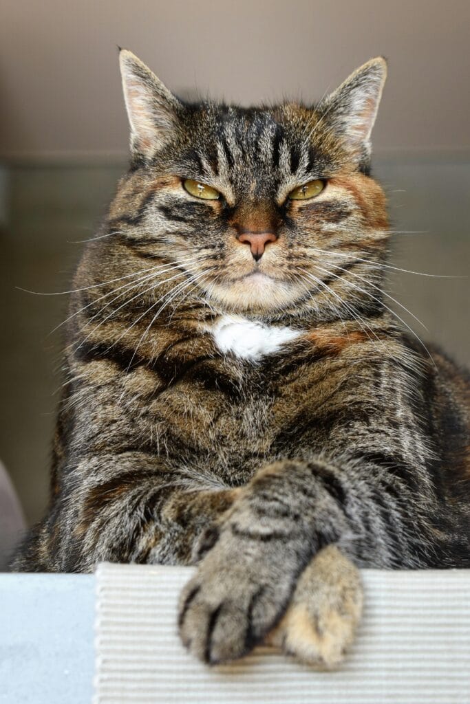 gato flor de brisa arquetipo