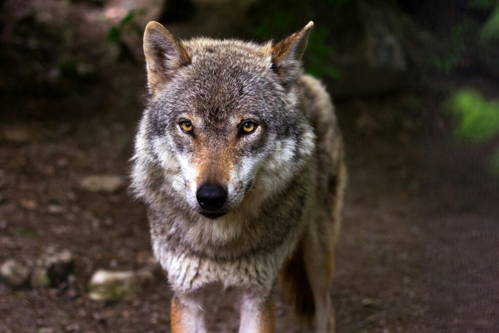 lobo flor de brisa arquétipo