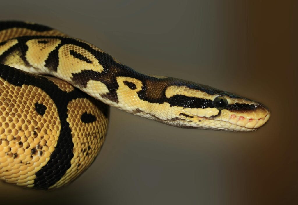 serpente cobra flor de brisa arquetipo