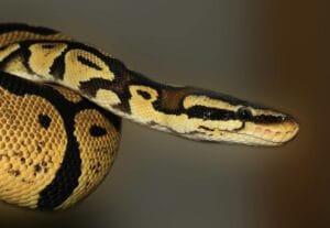 serpente cobra flor de brisa arquetipo