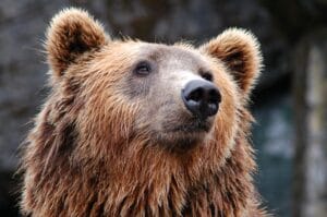 urso flor de brisa arquetipo