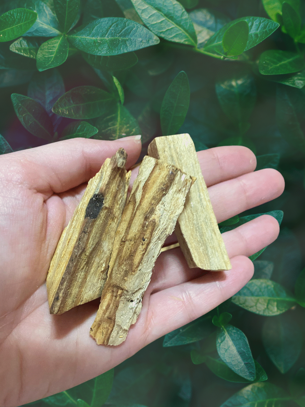 Palo Santo – Madeira de Luz e Purificação