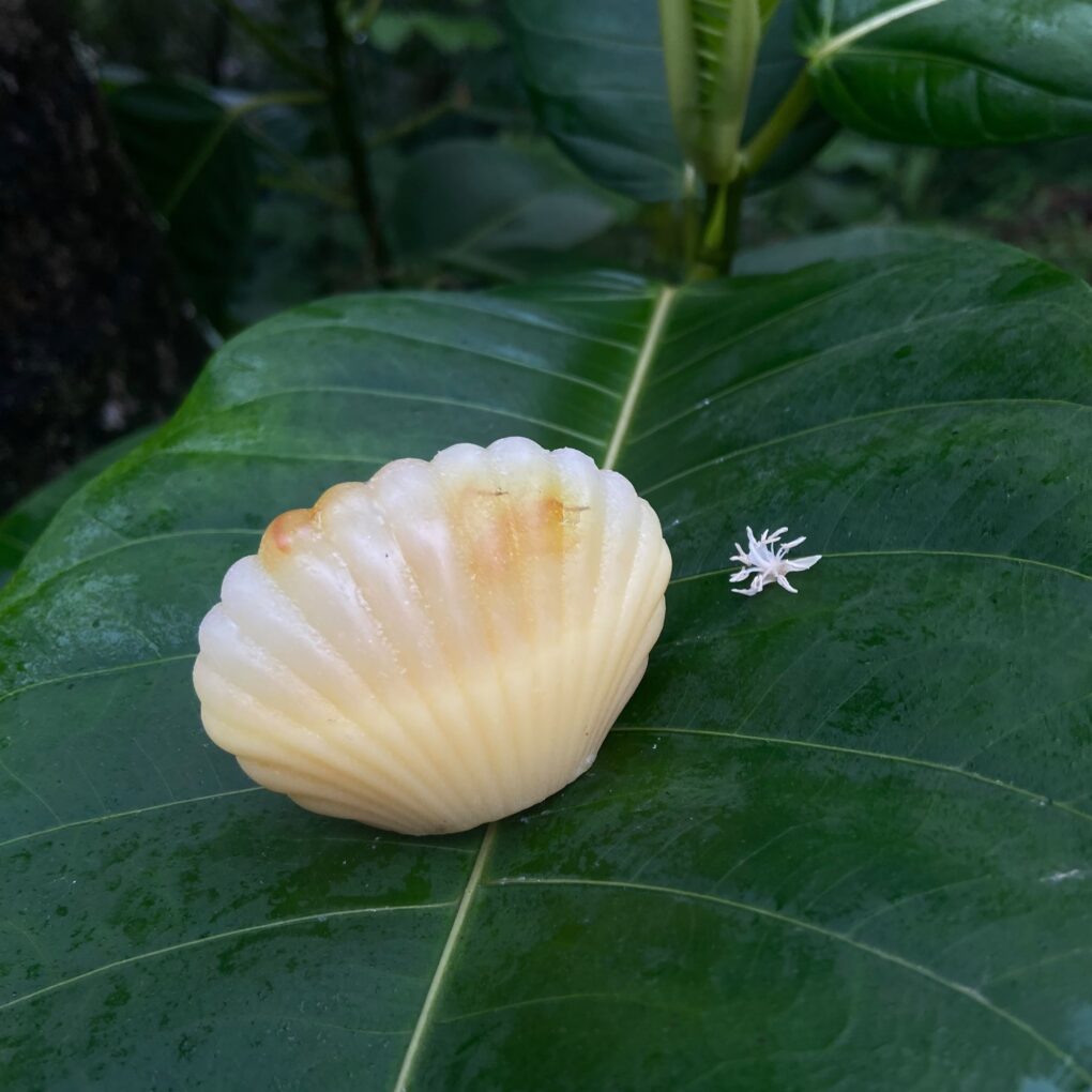 Sabonete concha de calêndula e maracujá ðð