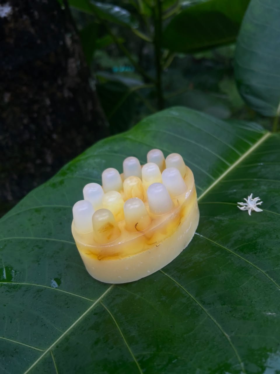 ✨ Sabonete artesanal massageador de calêndula e maracujá ð